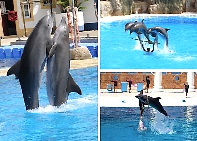 Alanya Dolphin Show
