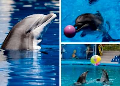 Antalya Dolphin Show