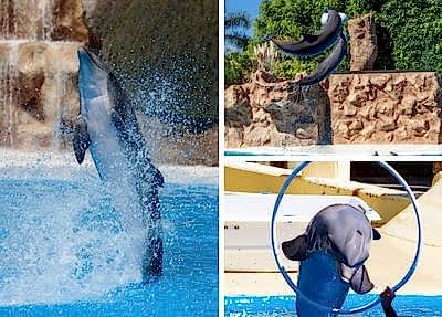 Belek Dolphin Show