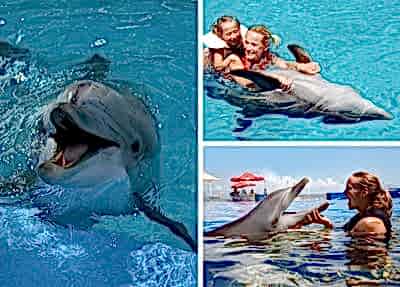 Swimming With Dolphins in Belek